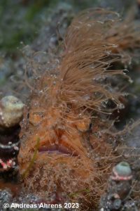 Hairy Frogfish - Lembeh Underwater Gallery