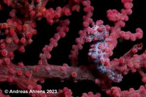 Pygmy Seahorse 2 - Lembeh Underwater Gallery