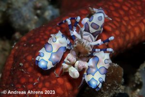 Harlequin Shrimp 2 - Lembeh Underwater Gallery