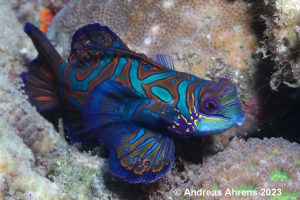 Mandarinfish - Lembeh Underwater Gallery
