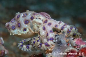 Blue-Ringed Octopus - Lembeh Underwater Gallery