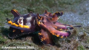 Flamboyant Cuttlefish - Lembeh Underwater Gallery