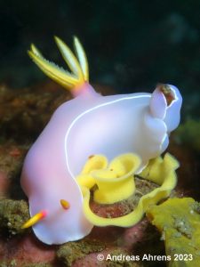 Nudibranch - Lembeh Underwater Gallery
