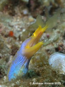 Ribbon Eel - Lembeh Underwater Gallery