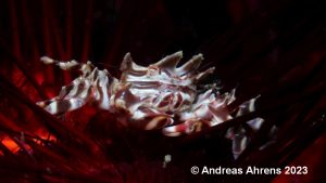 Zebra Crab - Lembeh Underwater Photography