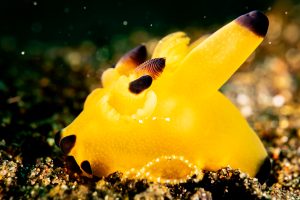 Pikachu Nudibranch - Lembeh Underwater Gallery