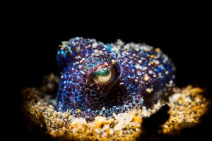 Bobtail Cuttlefish - Lembeh Underwater Gallery