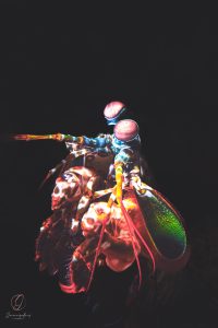 Mantis Shrimp - Lembeh Underwater Gallery