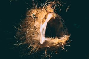 Hairy Octopus - Divers Lodge Lembeh Underwater Gallery