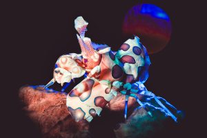 Harlequin Shrimp - Lembeh Underwater Gallery