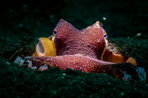 Coconut Octopus - Lembeh Underwater Gallery