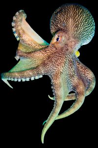 Octopus - Lembeh Underwater Gallery