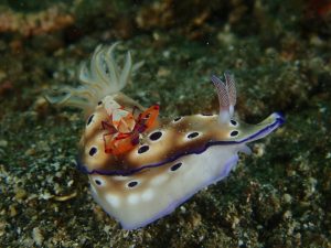 Shrimp riding a Nudibranch - Lembeh Underwater Gallery
