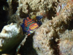 Mandarinfish 2 - Lembeh Underwater Gallery