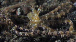 Wonderpus - Diving Lembeh